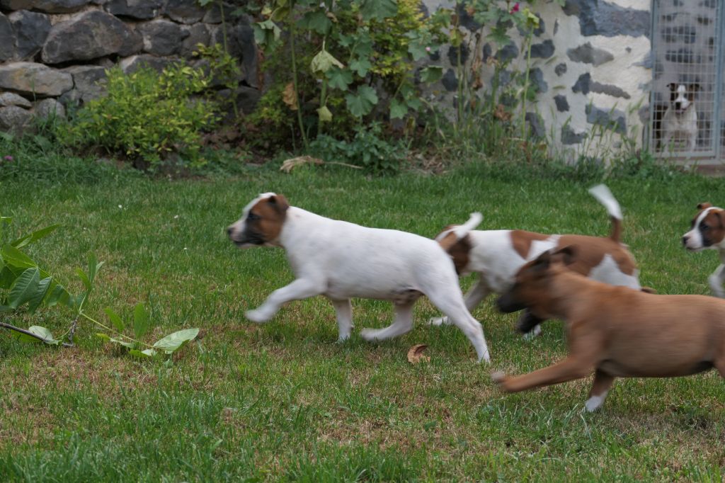 chiot Staffordshire Bull Terrier Des Plateaux Du Vourzac