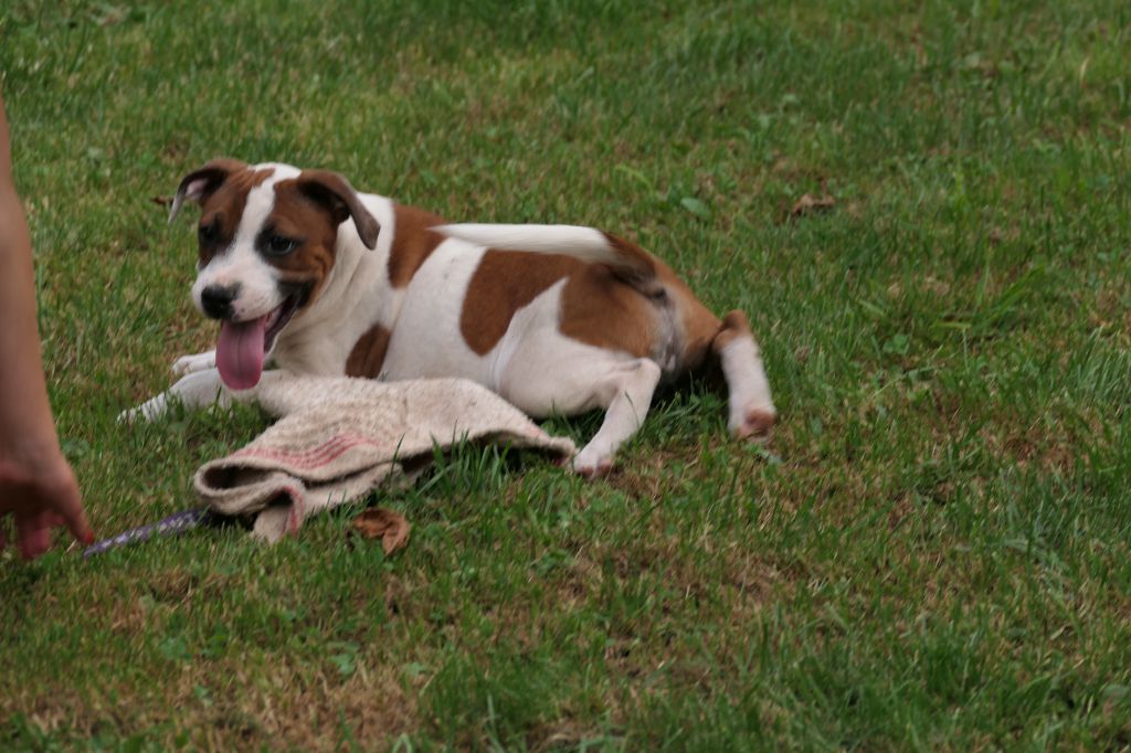 Des Plateaux Du Vourzac - Chiot disponible  - Staffordshire Bull Terrier