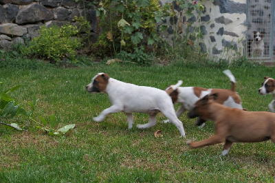 Des Plateaux Du Vourzac - Staffordshire Bull Terrier - Portée née le 25/03/2023