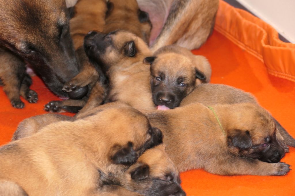 chiot Berger Belge Des Plateaux Du Vourzac