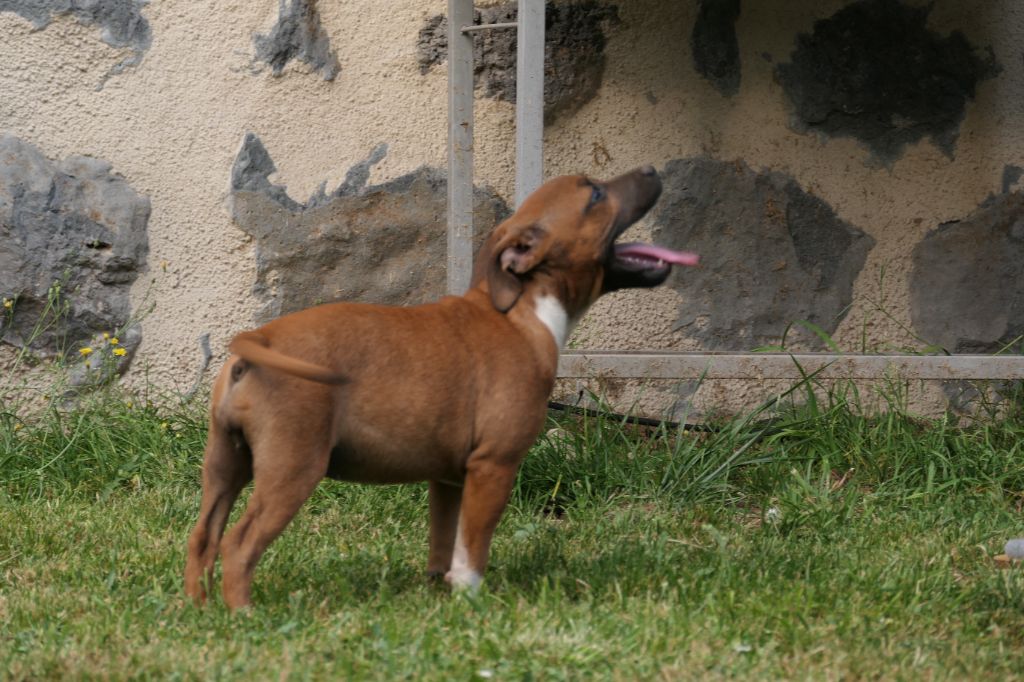 Des Plateaux Du Vourzac - Chiots disponibles - Staffordshire Bull Terrier